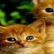 dona cs steam|Steam Community :: obssesed with success.